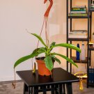 Wonderful Carnivorous Nepenthes Alata Garden Plant