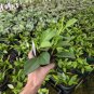 Wonderful Hoya pachyclada Garden Plant