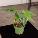 Wonderful Philodendron Florida Garden Plant