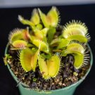 Wonderful Carnivorous Dionaea muscipula Venus Flytrap Garden Plant