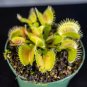 Wonderful Carnivorous Dionaea muscipula Venus Flytrap Garden Plant