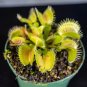Wonderful Carnivorous Dionaea muscipula Venus Flytrap Garden Plant