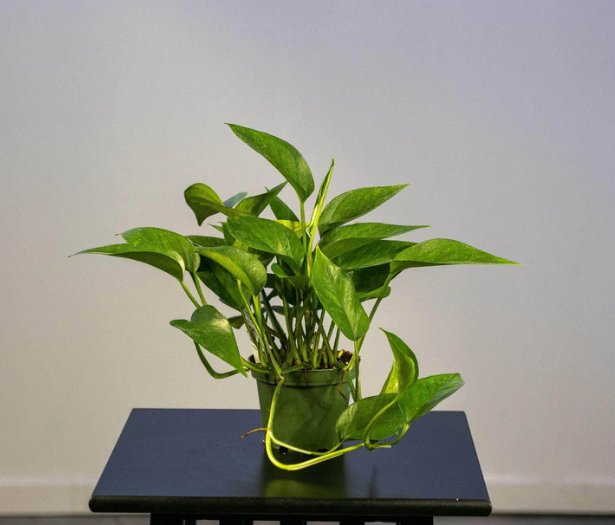 Wonderful Pothos Epipremnum aureum Jade Garden Plant