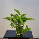 Wonderful Pothos Epipremnum aureum Jade Garden Plant
