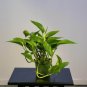 Wonderful Pothos Epipremnum aureum Jade Garden Plant