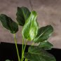 Wonderful Philodendron xanadu Deja Vu Garden Plant