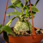 Wonderful Hydnophytum papuanum Ant Garden Plant