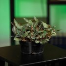 Wonderful Orchid Ludisia discolor var nigrescens Garden Plant