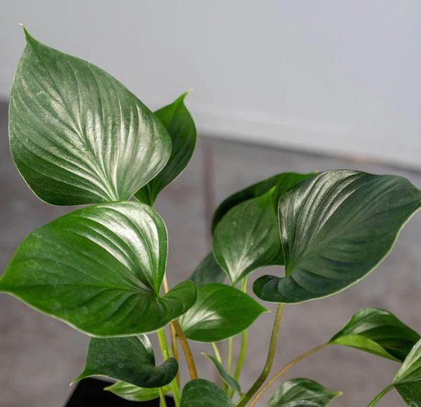 Wonderful Homalomena Emerald Gem Garden Plant