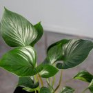 Wonderful Homalomena Emerald Gem Garden Plant
