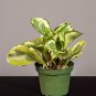 Wonderful Peperomia obtusifolia Golden Gate Garden Plant