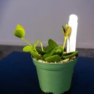 Wonderful Hoya cumingiana Garden Plant