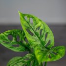Wonderful Monstera adansonii Wide Leaf Garden Plant
