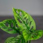 Wonderful Monstera adansonii Wide Leaf Garden Plant