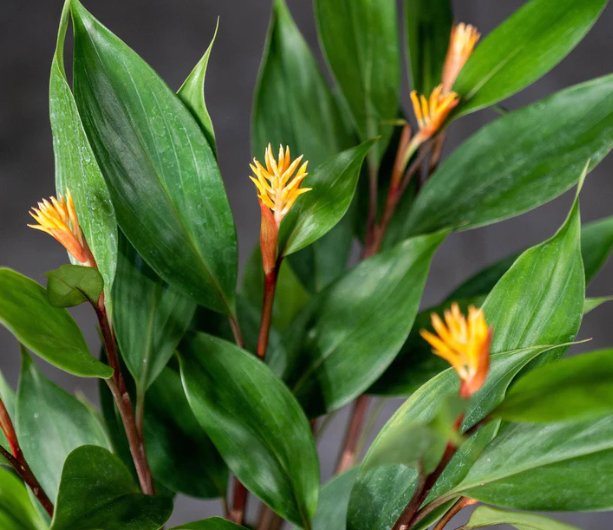 Wonderful Burbidgea schizocheila Golden Brush Ginger Garden Plant