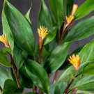 Wonderful Burbidgea schizocheila Golden Brush Ginger Garden Plant