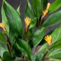 Wonderful Burbidgea schizocheila Golden Brush Ginger Garden Plant