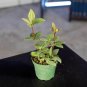 Wonderful Peperomia tetragona Parallel Garden Plant