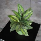 Wonderful Calathea Beauty Star Garden Plant