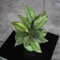 Wonderful Calathea Beauty Star Garden Plant