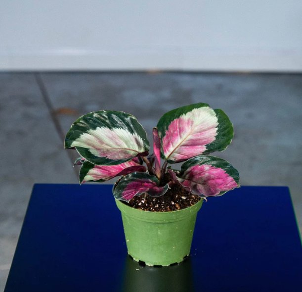 Wonderful Calathea roseopicta Rosy Garden Plant