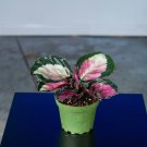 Wonderful Calathea roseopicta Rosy Garden Plant