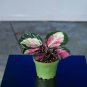 Wonderful Calathea roseopicta Rosy Garden Plant