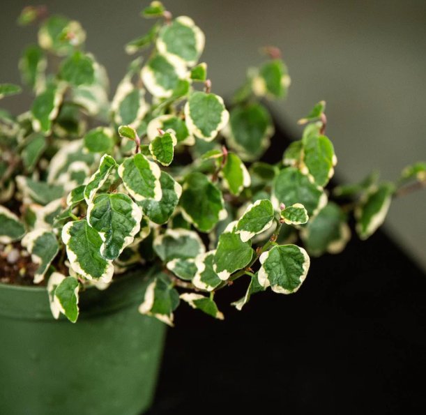 Wonderful Ficus pumila Variegata Garden Plant