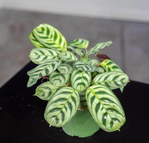 Wonderful Ctenanthe burle marxii Garden Plant