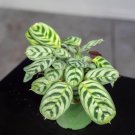 Wonderful Ctenanthe burle marxii Garden Plant