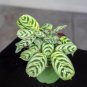Wonderful Ctenanthe burle marxii Garden Plant