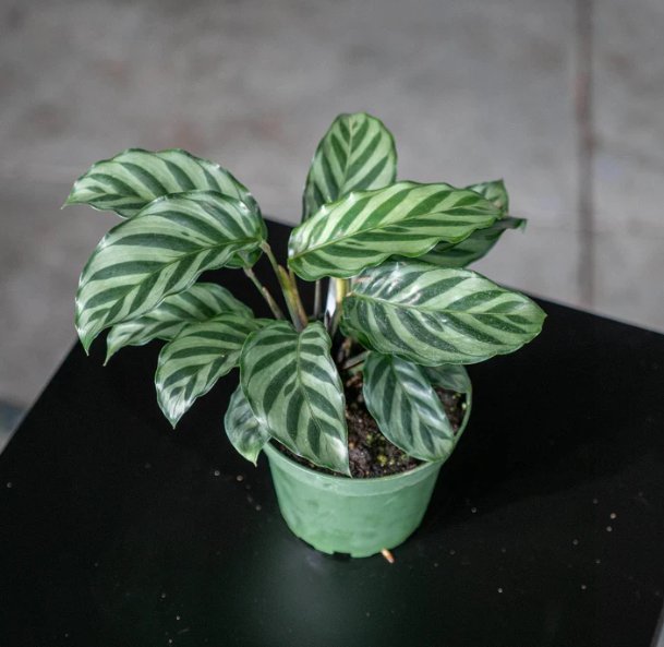 Wonderful Calathea concinna Freddie Garden Plant