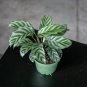 Wonderful Calathea concinna Freddie Garden Plant