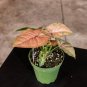 Wonderful Syngonium podophyllum Regina Red Garden Plant