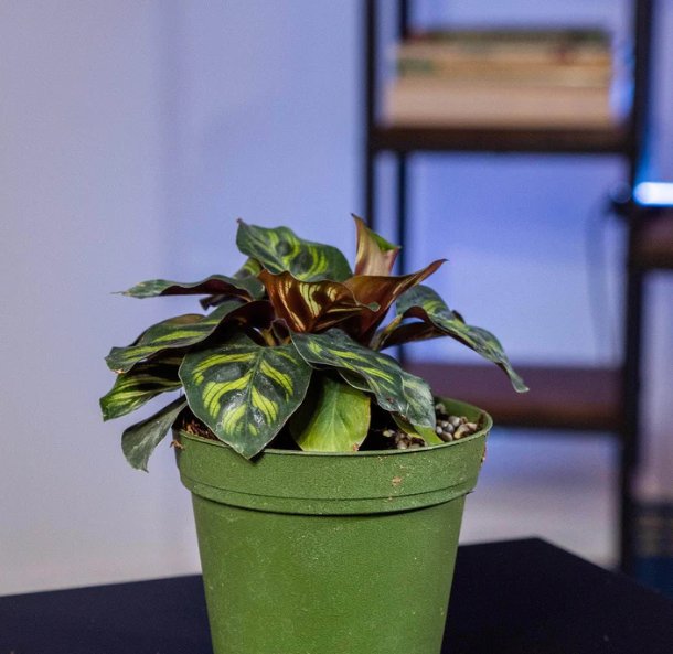 Wonderful Calathea makoyana Garden Plant
