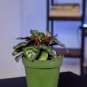 Wonderful Calathea makoyana Garden Plant