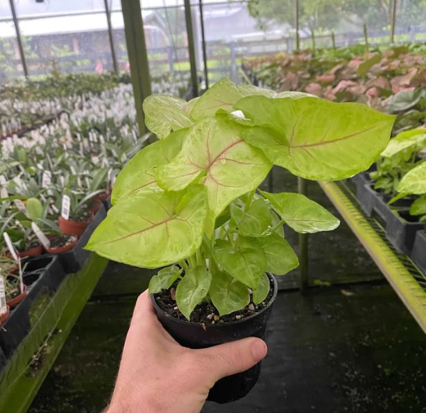 Wonderful Syngonium podophyllum Gold Allusion Garden Plant