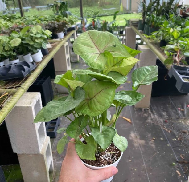 Wonderful Syngonium podophyllum Berry Allusion Garden Plant
