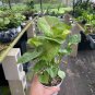 Wonderful Syngonium podophyllum Berry Allusion Garden Plant