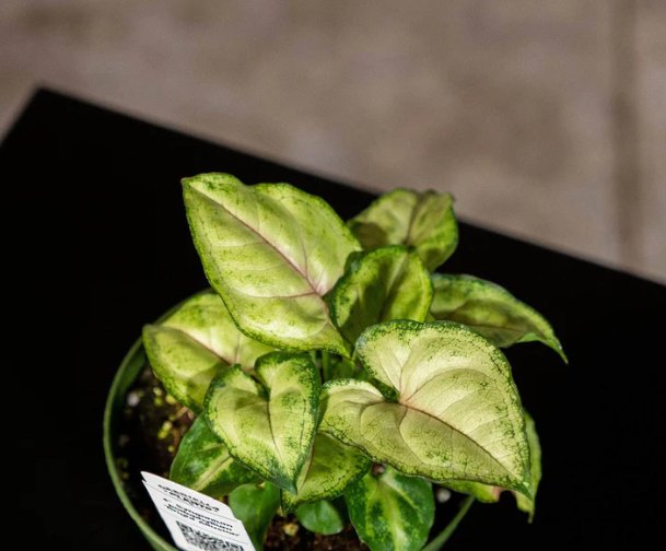 Wonderful Syngonium podophyllum Bright Allusion Garden Plant