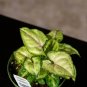 Wonderful Syngonium podophyllum Bright Allusion Garden Plant
