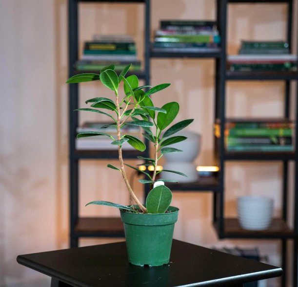 Wonderful Ficus microcarpa Green Island Garden Plant