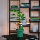 Wonderful Ficus microcarpa Green Island Garden Plant