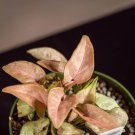 Wonderful Syngonium podophyllum Coral Garden Plant