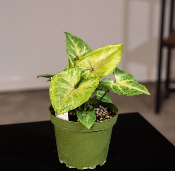 Wonderful Syngonium podophyllum Pink Allusion Garden Plant