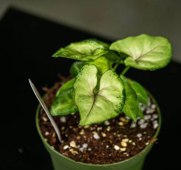 Wonderful Syngonium podophyllum Cream Allusion Garden Plant