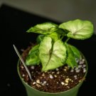 Wonderful Syngonium podophyllum Cream Allusion Garden Plant