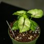 Wonderful Syngonium podophyllum Cream Allusion Garden Plant