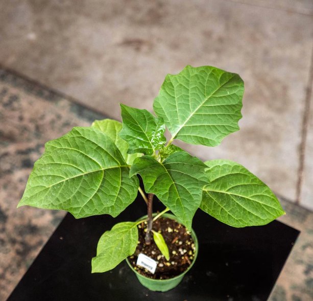 Wonderful Datura metel Fastuosa Garden Plant