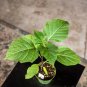Wonderful Datura metel Fastuosa Garden Plant